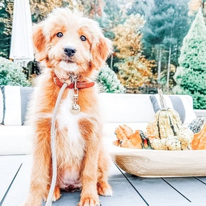 May include: A golden-brown puppy with a red collar and a tag that says "ISLA" sits on a gray table. The puppy is wearing a matching leash. A wooden bowl filled with gourds sits nearby. The background includes trees and a white outdoor sofa.