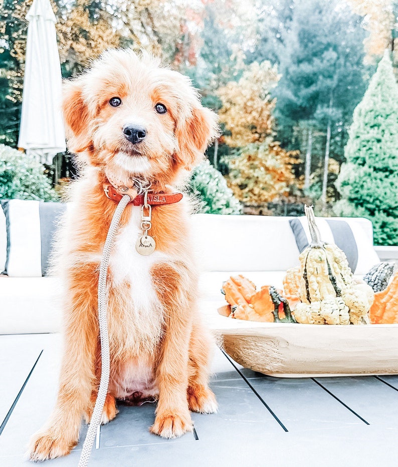 May include: A golden-brown puppy with a red collar and a tag that says "ISLA" sits on a gray table. The puppy is wearing a matching leash. A wooden bowl filled with gourds sits nearby. The background includes trees and a white outdoor sofa.