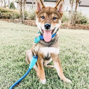 May include: A Shiba Inu puppy with brown and tan fur sits on green grass, wearing a blue collar and leash. The puppy has a pink tongue sticking out and a tag that says "ZEKE".