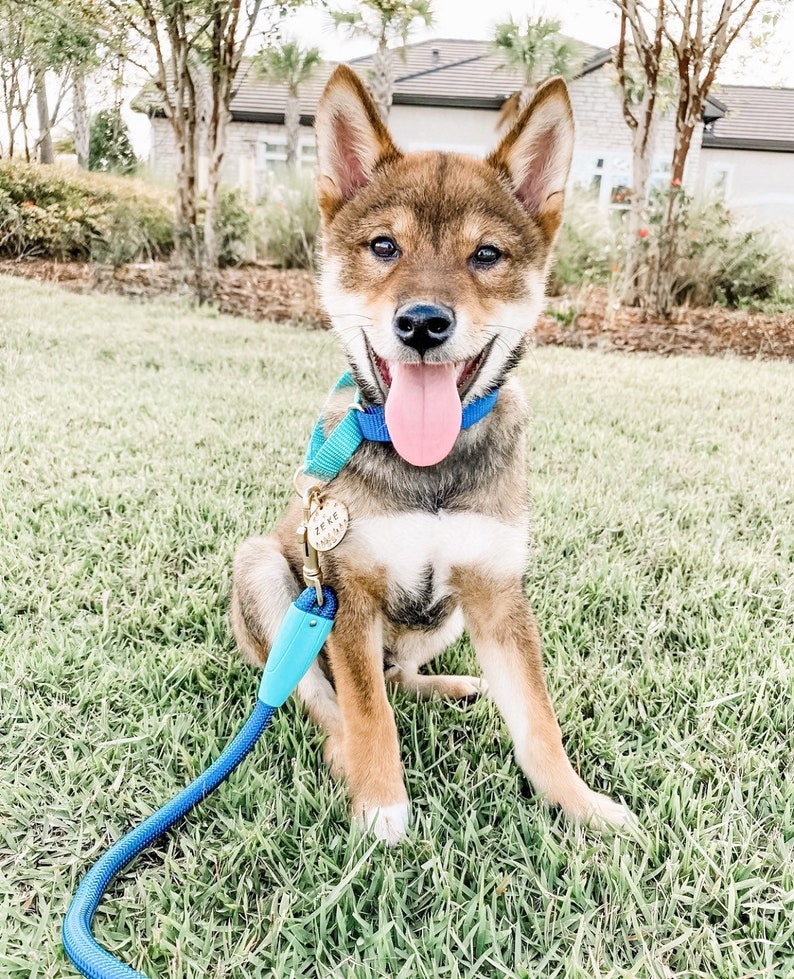 May include: A Shiba Inu puppy with brown and tan fur sits on green grass, wearing a blue collar and leash. The puppy has a pink tongue sticking out and a tag that says "ZEKE".