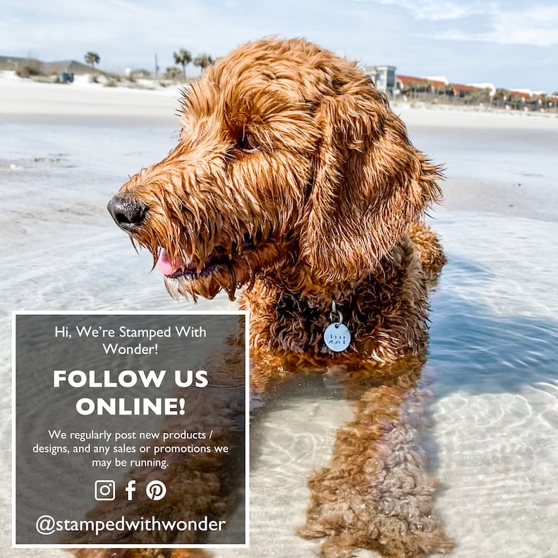 May include: A wet, golden-brown dog stands in shallow water at the beach. The dog has a tag that says "Live More". The image includes text that says "Hi, We're Stamped With Wonder! FOLLOW US ONLINE!"