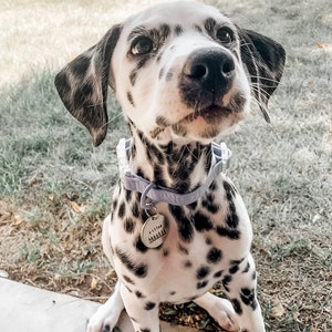 May include: A young Dalmatian puppy with a black and white spotted coat, wearing a light purple collar and a matching tag. The puppy is sitting on the grass and looking up at the camera.