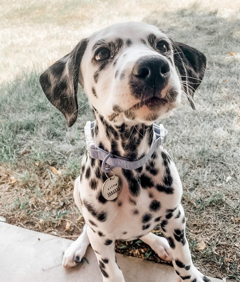 May include: A young Dalmatian puppy with a black and white spotted coat, wearing a light purple collar and a matching tag. The puppy is sitting on the grass and looking up at the camera.