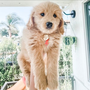 May include: A fluffy, light brown Golden Retriever puppy with a gold-colored tag that reads "BOWIE" and features a red lightning bolt design. The puppy is being held up, with a soft focus background of greenery and a white exterior.