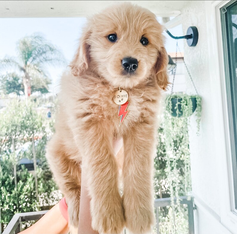 May include: A fluffy, light brown Golden Retriever puppy with a gold-colored tag that reads "BOWIE" and features a red lightning bolt design. The puppy is being held up, with a soft focus background of greenery and a white exterior.