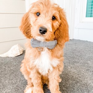 May include: A golden-colored puppy with a black and white striped bow tie and a small circular tag. The puppy is sitting on a gray surface and looking directly at the camera. The puppy has a fluffy coat and dark eyes.