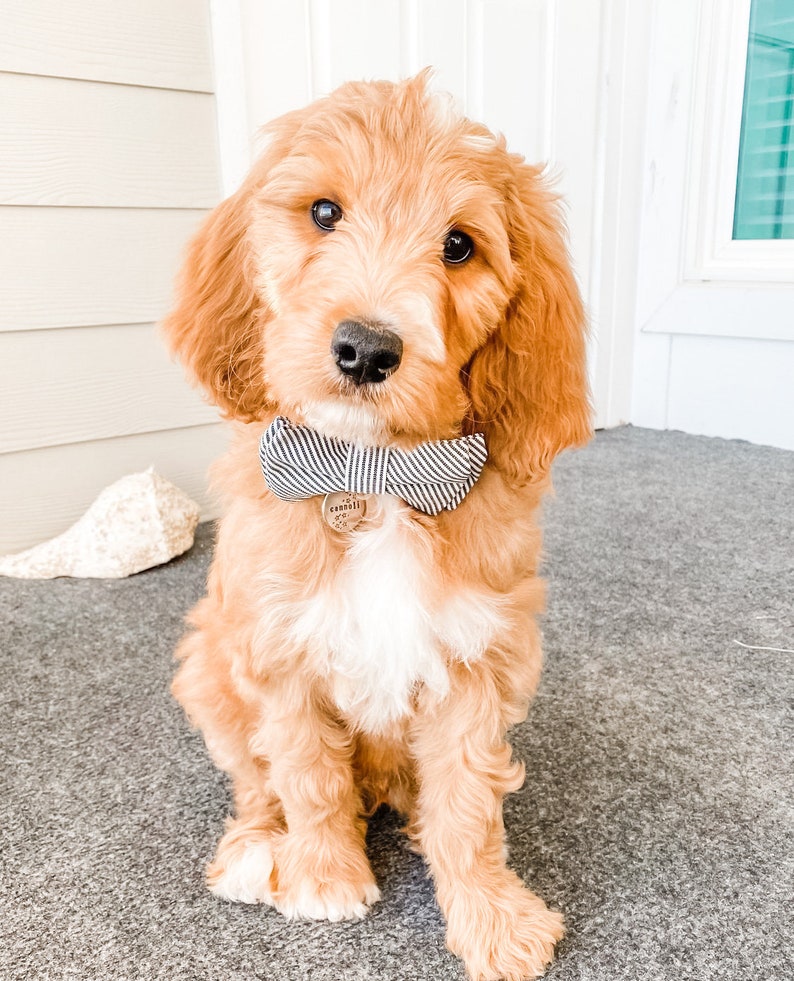 May include: A golden-colored puppy with a black and white striped bow tie and a small circular tag. The puppy is sitting on a gray surface and looking directly at the camera. The puppy has a fluffy coat and dark eyes.