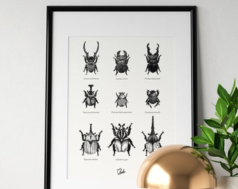 Poster decorativo di insetti SCARABEI SCARABEI