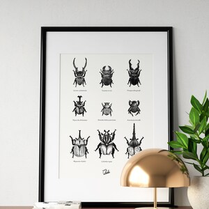 Decorative poster insect SCARABES BEETLES