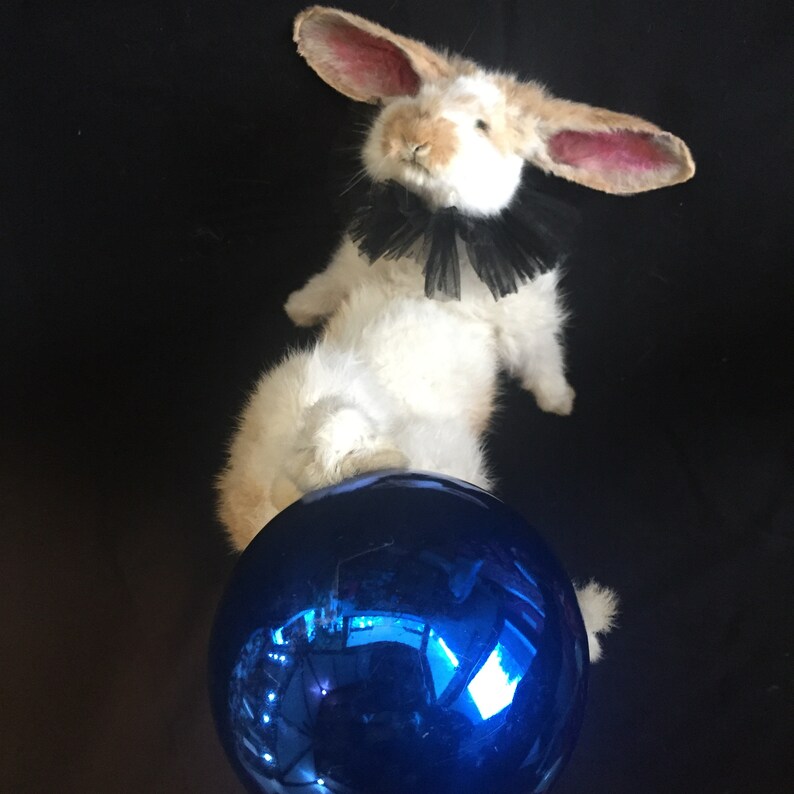 Taxidermy Taxidermie Taxidermy Rabbit Rabbit Handmade Etsy
