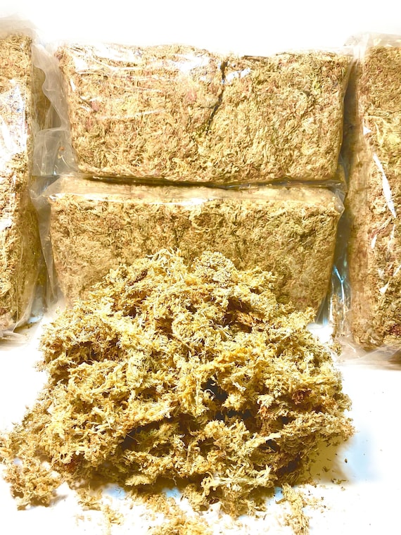 Chilean Sphagnum Moss 150g/6L Compact Brick, Ethically Grown & Harvested