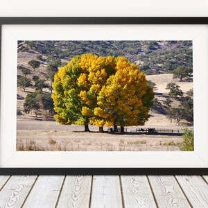 Fall Colors - Wall Art - Digital Photography for Printing