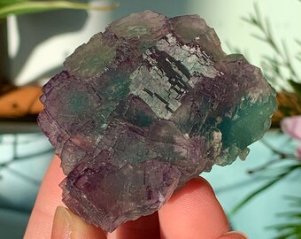 May include: A cluster of green and purple fluorite crystals with a cubic structure. The crystals are translucent and have a glassy luster.