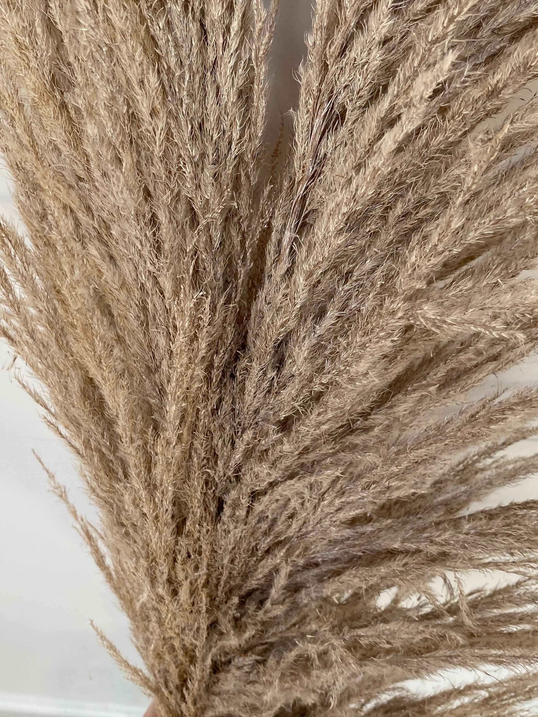 Beige Extra Fluffy Big Pampas Grass 3 Stems | Etsy