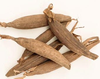 7 graines de la paix – 7 jujube Africains