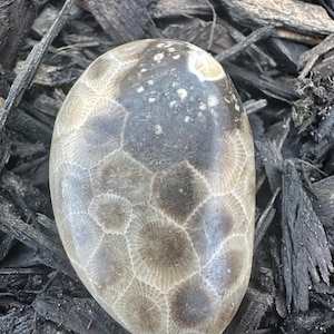 Petoskey Stone, Polished Michigan Stones, Fossils, Display Rocks, Rock Collecting,