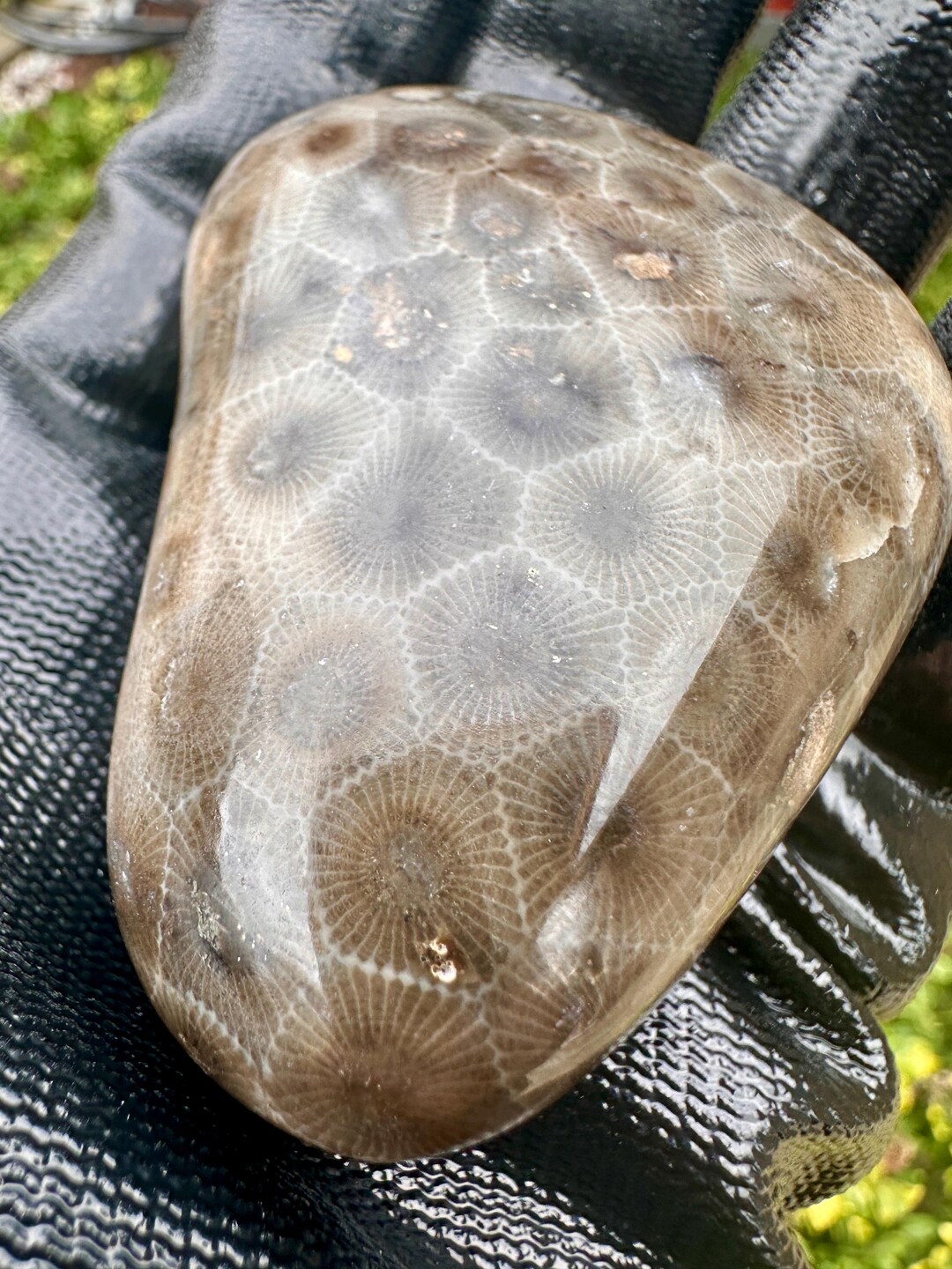 Pataski Rocks Polished Petoskey Stone, Michigan Fossil Rock (6.4 Oz) - Etsy