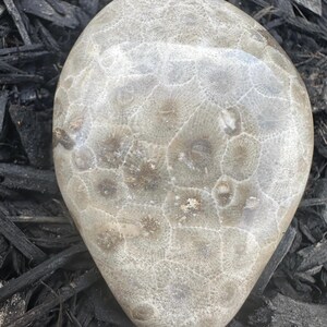 Petoskey Stone, Polished Michigan Stones, Fossils, Display Rocks, Rock Collecting,