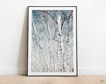 Birch Tree Forest Print: Nature Photography, Wall Decor