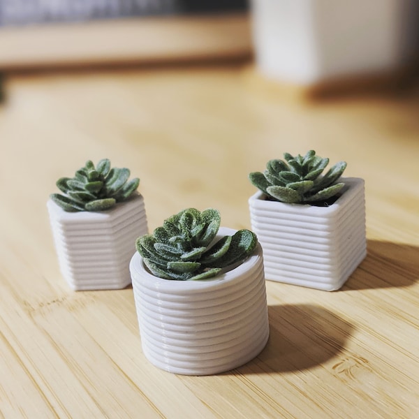 Mini Succulent Fridge Magnets