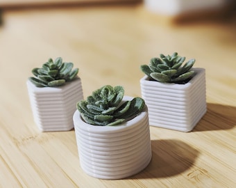 Mini Succulent Fridge Magnets