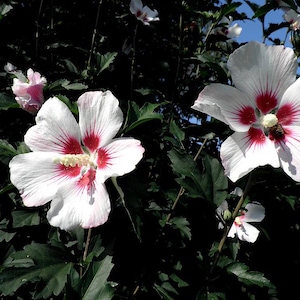 Hibiscus Seeds - Pink/White
