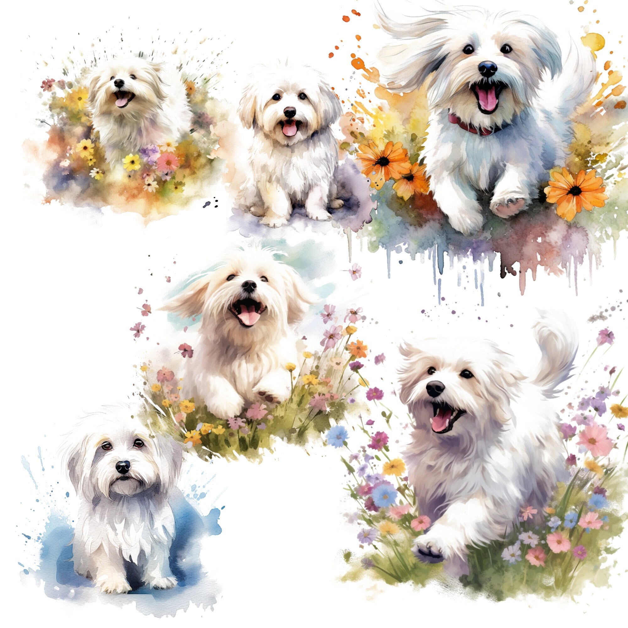 Coton De Tulear Clipart Pack 20 High Quality Pngs Digital Etsy Australia
