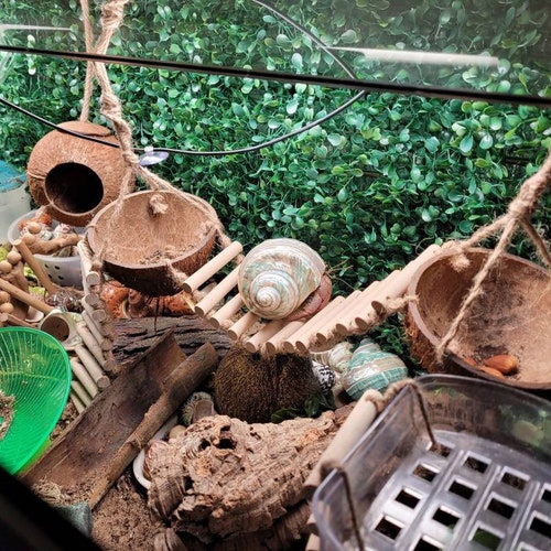 Flexible Acrylic Hermit Crab Ladderhermit Crab Gearcrab Tank Etsy