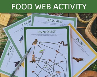 Food Web Worksheet - Etsy