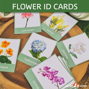 Flower Identification Cards | Flower Cards | Flower Study | Flower Activity | Flower Match | Spring study | Spring Activity | flower types