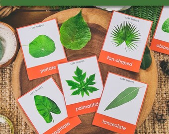 Leaf Shape Cards | Leaf Shapes | Leaf Study | Plant Anatomy | Leaf Investigation | Autumn Study | Fall Study | Montessori | Forest School