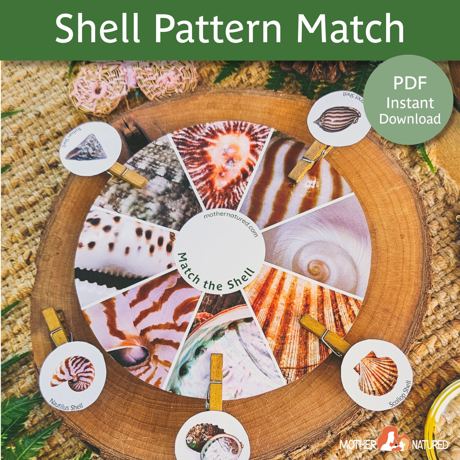 Shell Matching Activity | Shell Pattern Activity | Shell Study ...