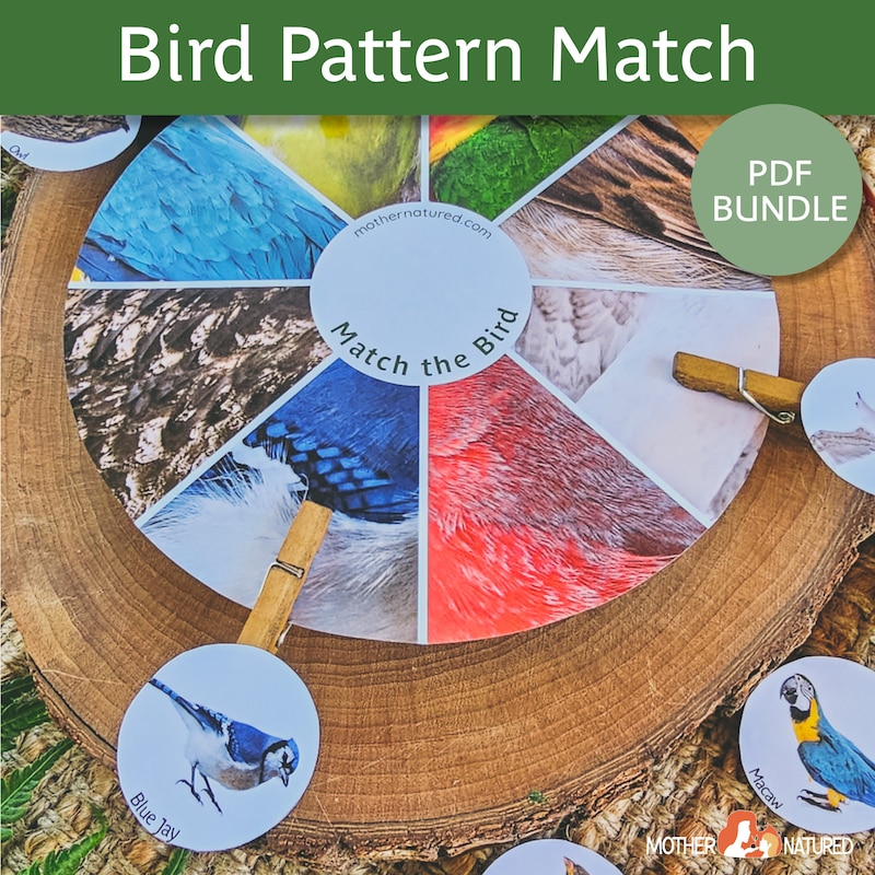 Preschool Bird Activity - Etsy
