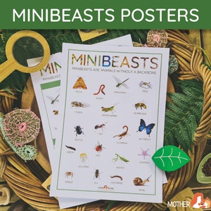 Tipos de carteles de Minibeasts / Carteles de Minibeast / Estudio de Minibeast / Póster de aula de Minibeast