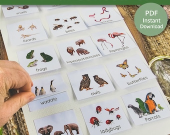 Actividades de sustantivos colectivos de animales, Actividad de sustantivos colectivos, Sustantivos colectivos de vida silvestre, Hoja de trabajo de sustantivos colectivos, Imprimible