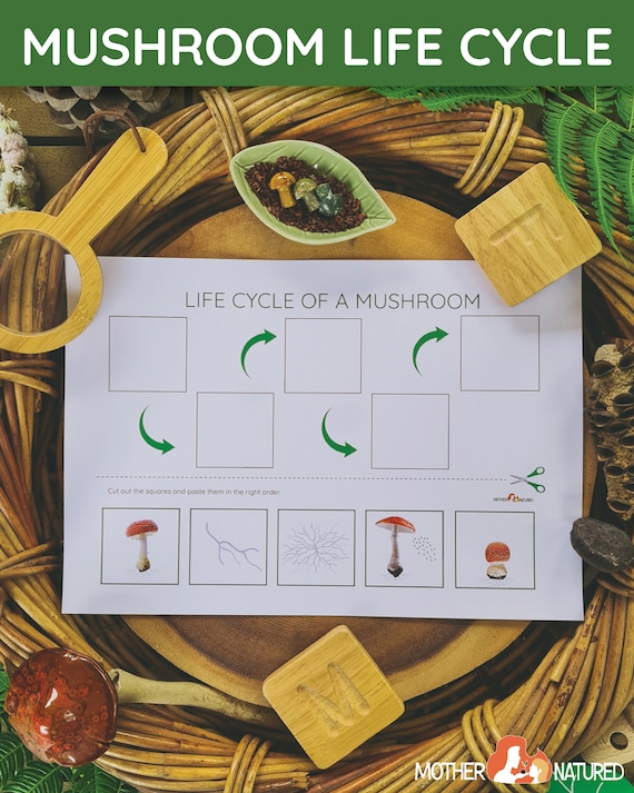 Mushroom Life Cycle Worksheet