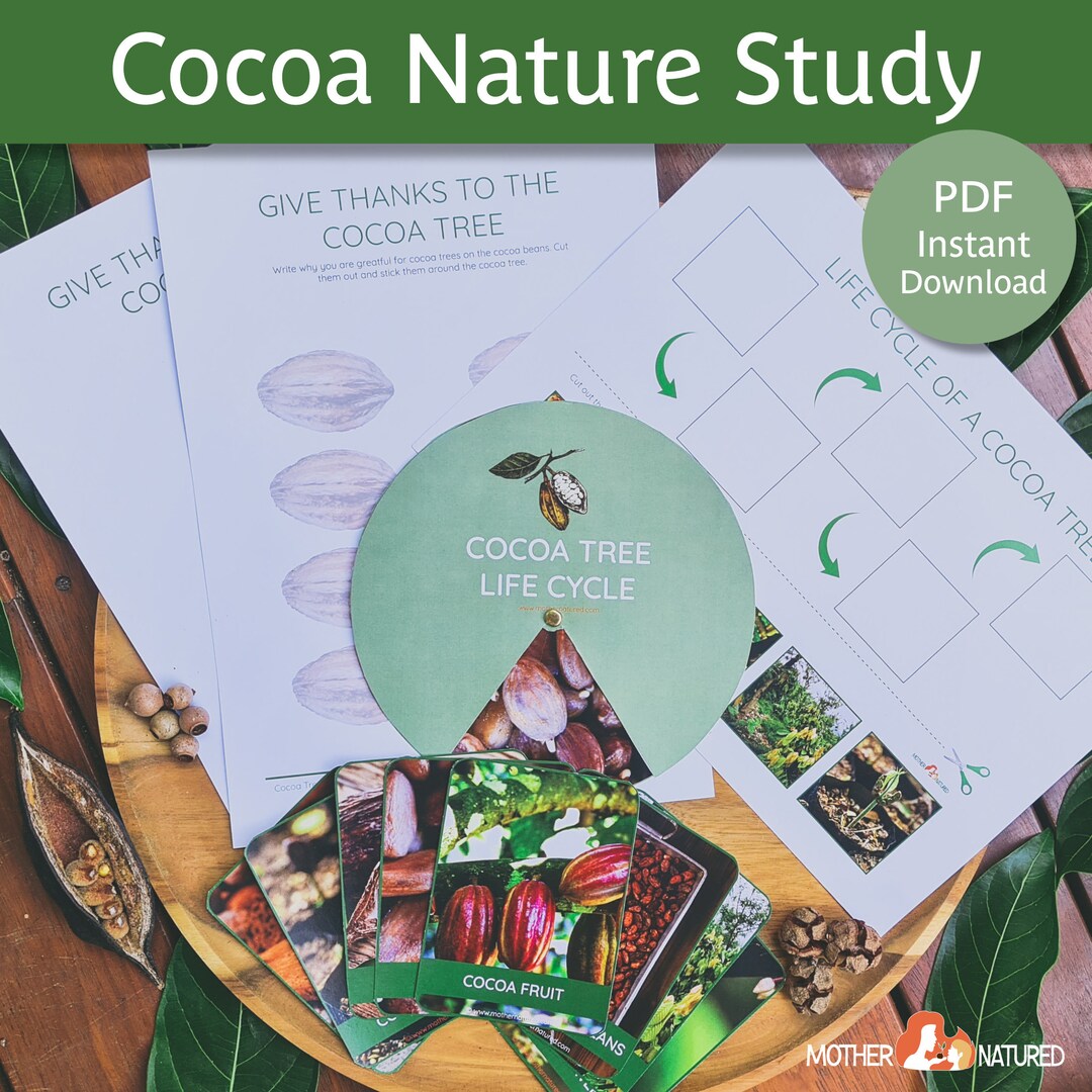 Cocoa Tree Life Cycle Chocolate Activity Chocolate Printable Chocolate