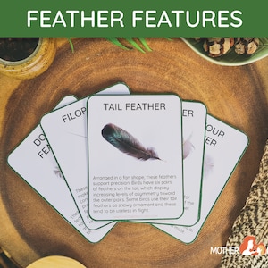 May include: Educational cards labelled "FEATHER FEATURES" on a wooden surface. The cards show feather types, including "TAIL FEATHER" with an illustration. A large feather is placed on the right side of the image.