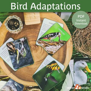 Bird Adaptation Cards | Bird Beak Adaptation Cards | Bird Foot Adaptation Cards | Bird Beak and Feet Adaptations