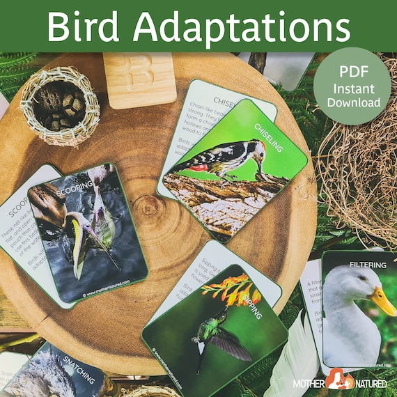 Cartes d'adaptation d'oiseau Cartes d'adaptation du bec d'oiseau
