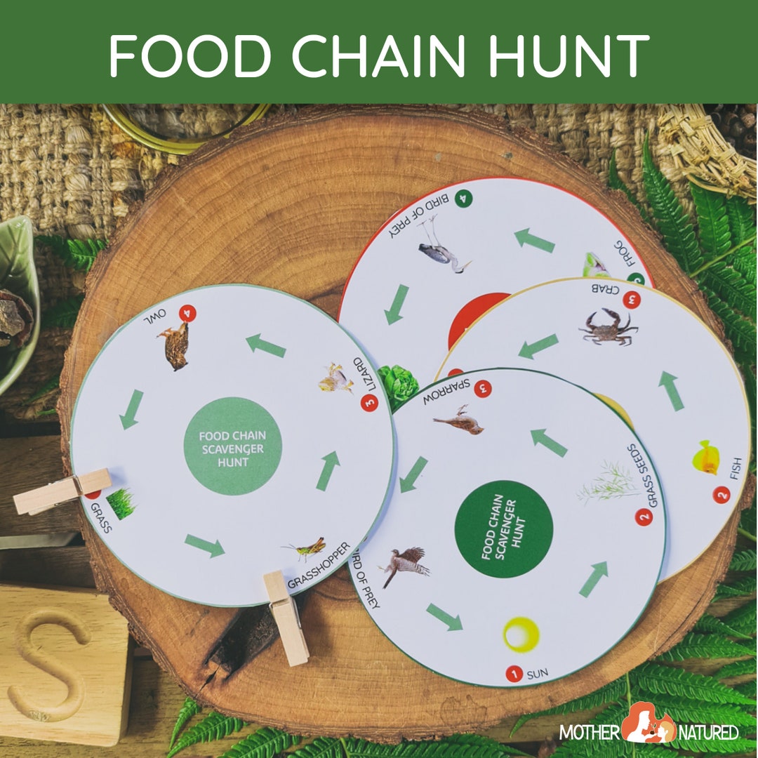 Food Chain Scavenger Hunt Food Chain Hunt Living Things Food Chin Hunt Biology Diagrams