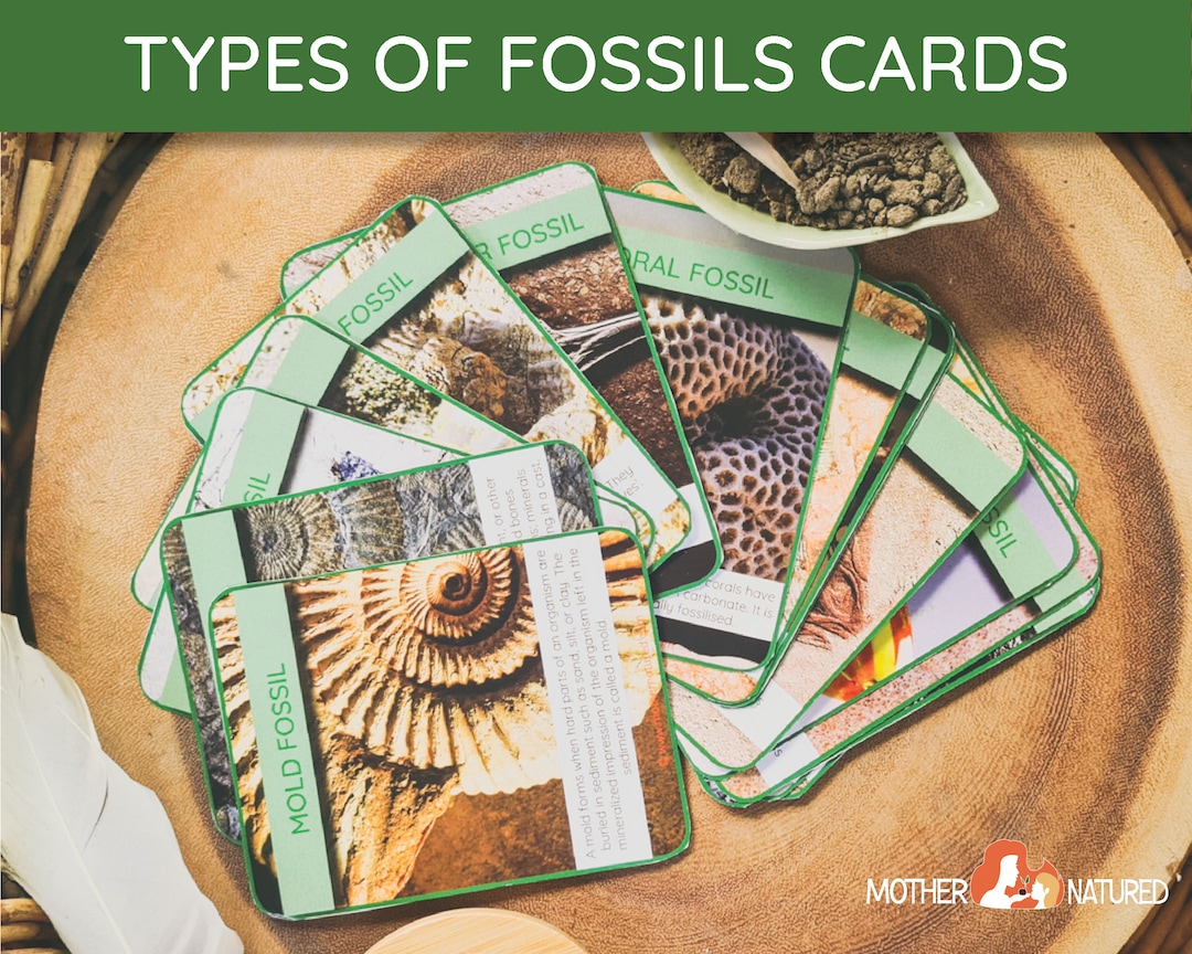 FOSSIL CARDS Fossil Job Cards Types of Fossils Cards Etsy