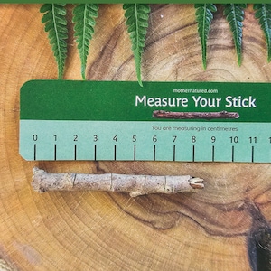 May include: A green and blue ruler with the text "Measure Your Stick" and "You are measuring in centimeters". The ruler is marked with numbers from 0 to 11. A small brown twig is placed on top of the ruler.