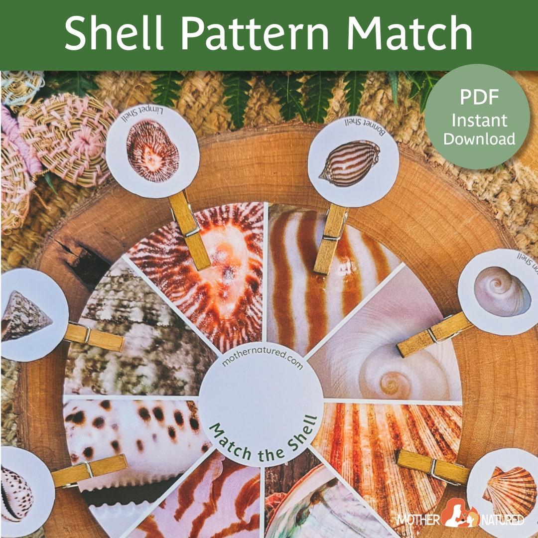 Shell Matching Activity | Shell Pattern Activity | Shell Study ...