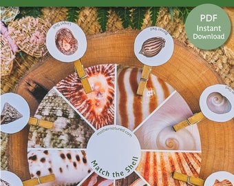 Shell Matching Activity | Shell Pattern Activity |  Shell Study Printable | Beach Activity Preschool |  Beach Study | Shell Study Activity
