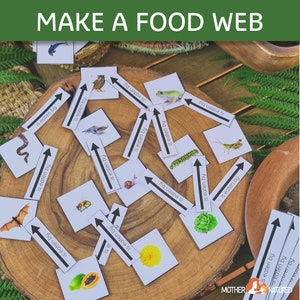 Faça um kit de teia alimentar | Atividade na teia alimentar | Jogo Teia Alimentar | Cartões Web Alimentares | Web alimentar para impressão | Recursos de sala de aula da web alimentar