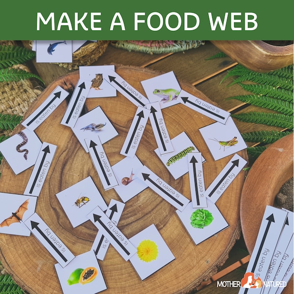 Make a Food Web Kit |  Food web activity | Food web Game | Food Web Cards | Food Web Printable | Food web Classroom Resources