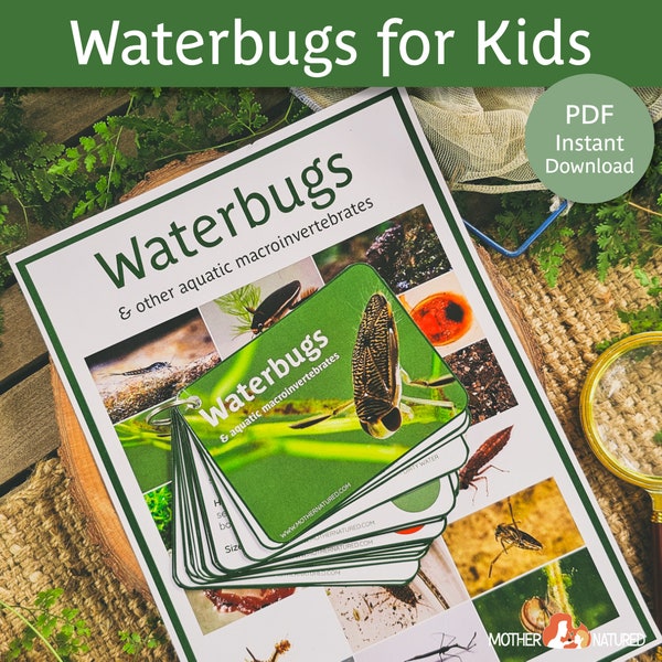 Waterbug Identification for Kids | Aquatic Macroinvertebrates for Kids | Waterbug Activities | Pond Life Activity | Aquatic Ecosystems