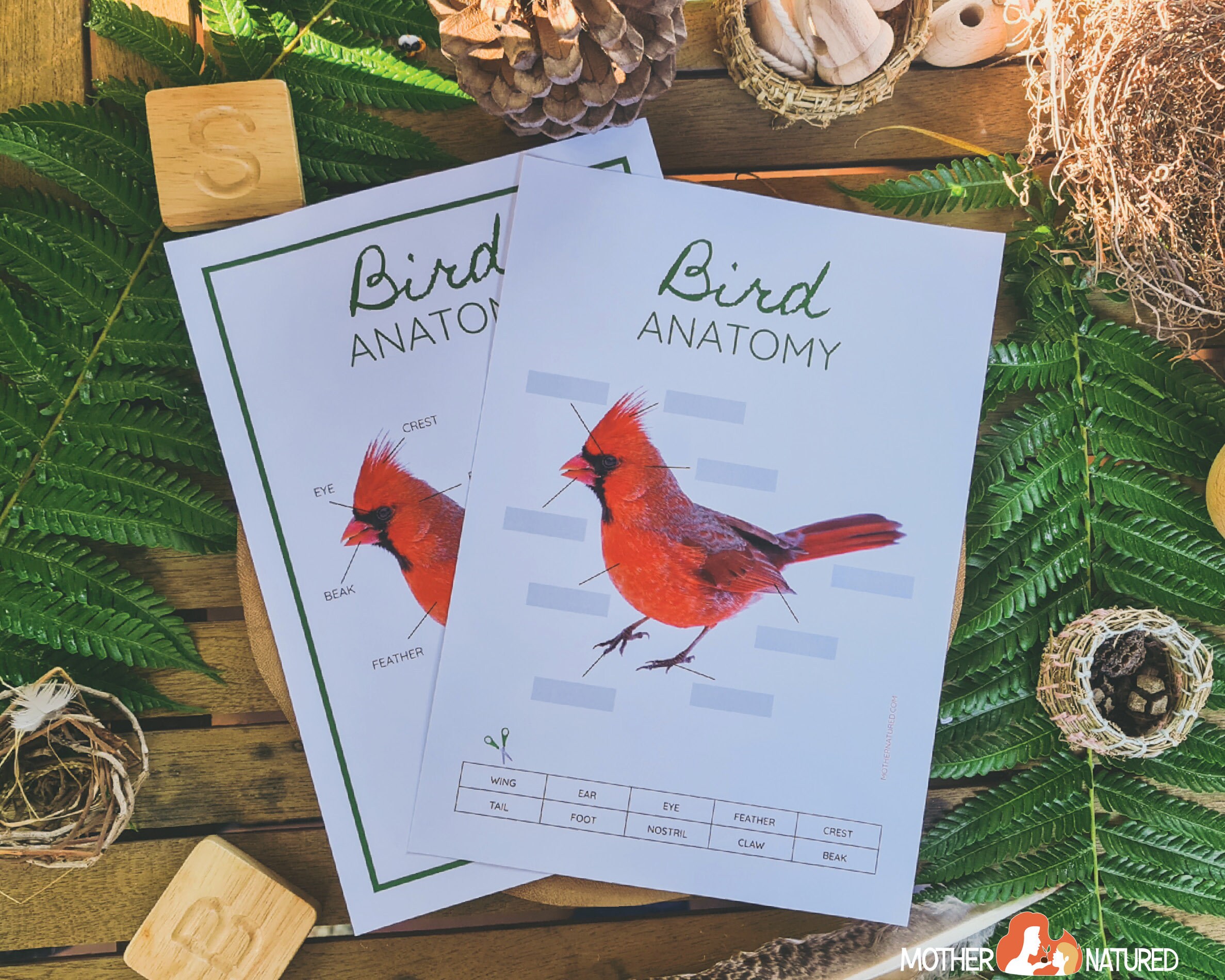 Bird Anatomy Study Parts of a Bird Study Bird Anatomy Etsy