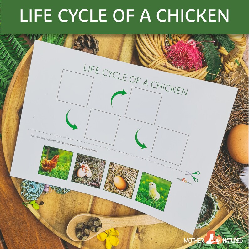 CHICKEN LIFE CYCLE Printables Life Cycle of a Chicken - Etsy
